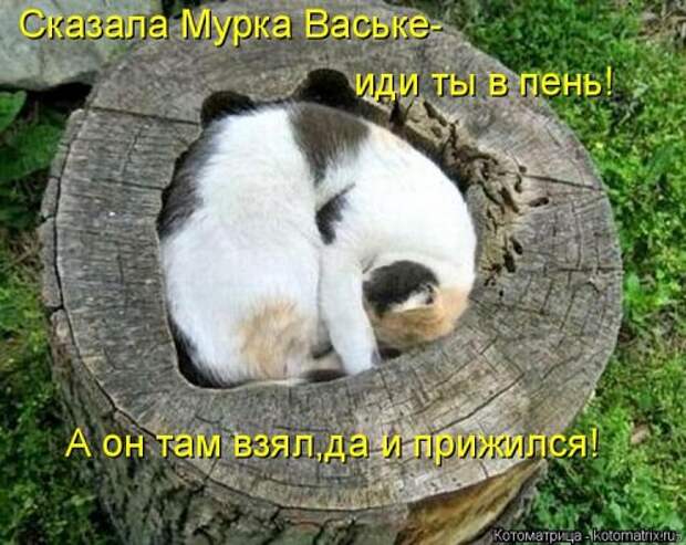 Еженедельная котоматрица (26 фото)