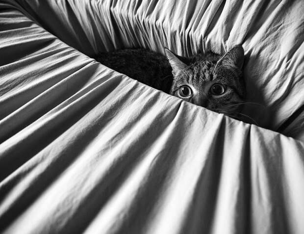 черно белые фотографии кошек (31)