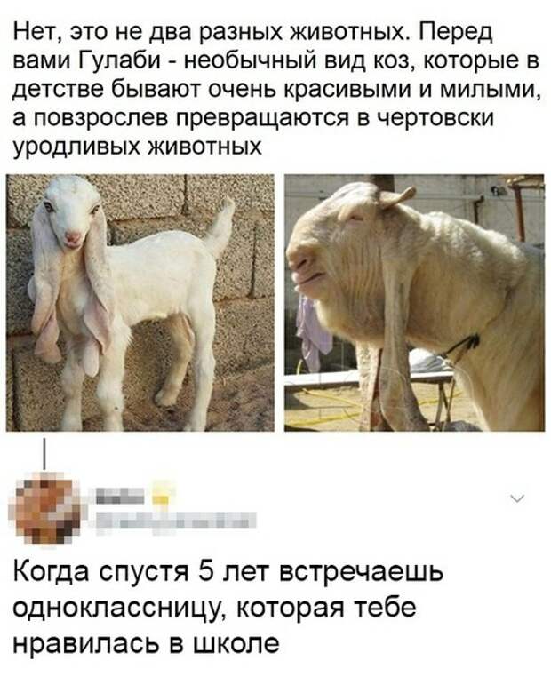 Гулаби Гулаби