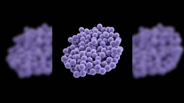 Staphylococcus_aureus_CDC.jpg