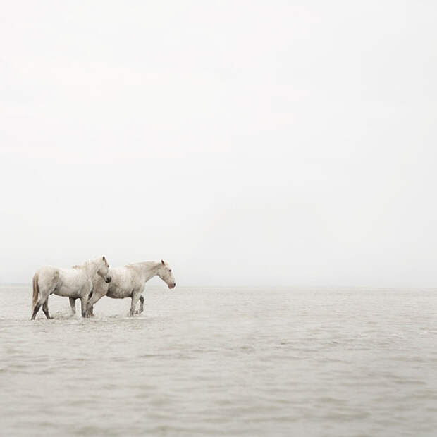 Horse Art, Equine Photography, White Horses, Water, Camargue, Winter Photo, Muted, Simple Nautical, Minimal - Far Away So Close