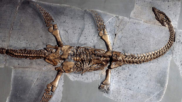 Почему вымерли не только наземные динозавры, но и обитатели морей и океанов