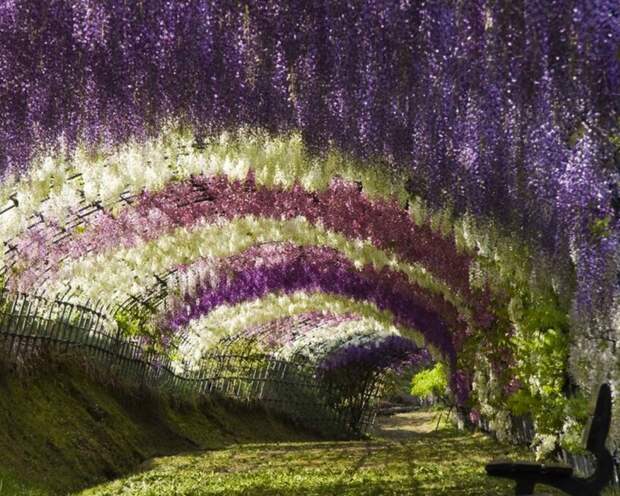 Цветочная сказка Японии цветы, япония