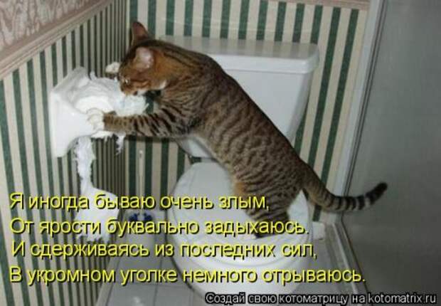 Котоматрица на Бугаге (34 фото)