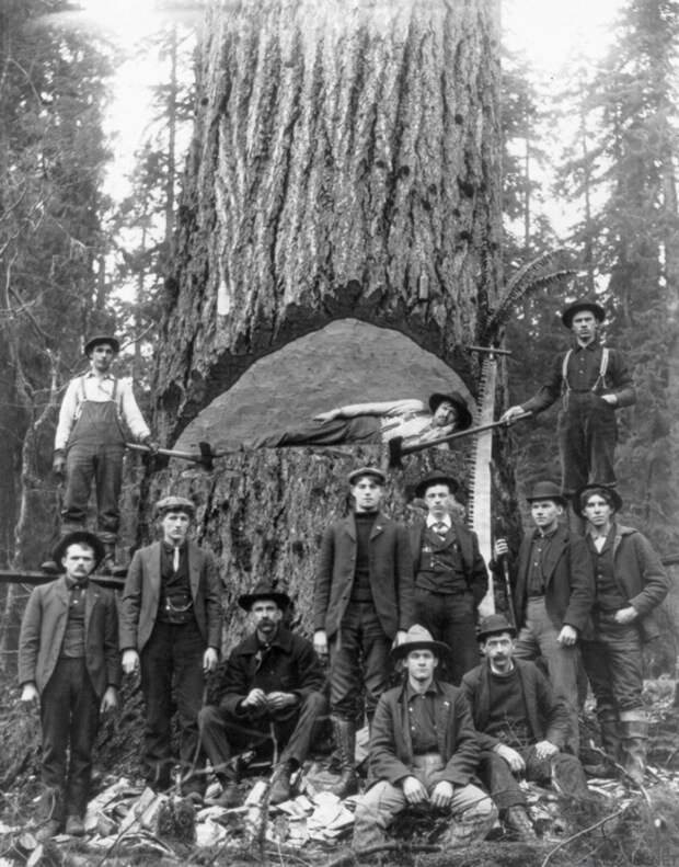 Когда деревья были большими: 1892-1937: американские лесорубы история, лесорубы, сша