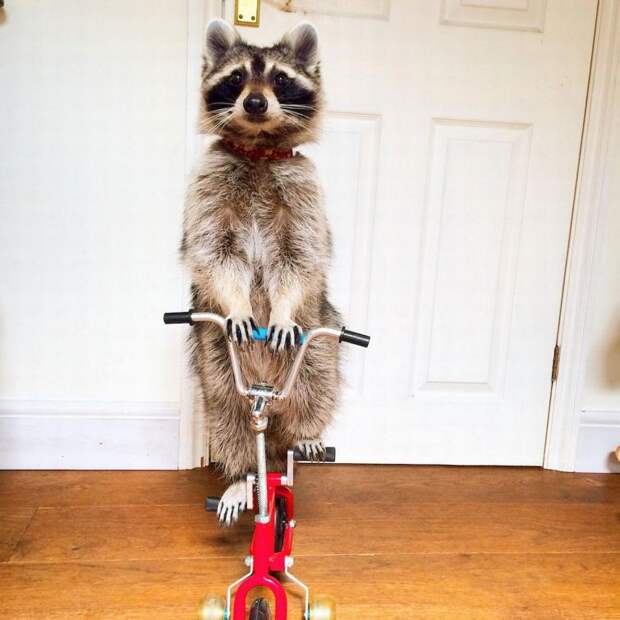 Melanie raccoon, енот Мелани, самый умный енот, енот на велосипеде