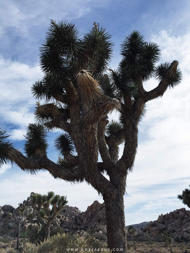 Joshua-Tree-National-Park.jpg
