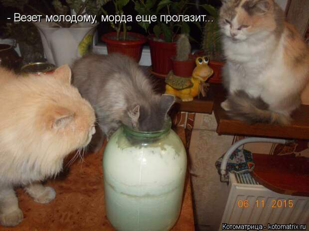 Котоматрица: - Везет молодому, морда еще пролазит...