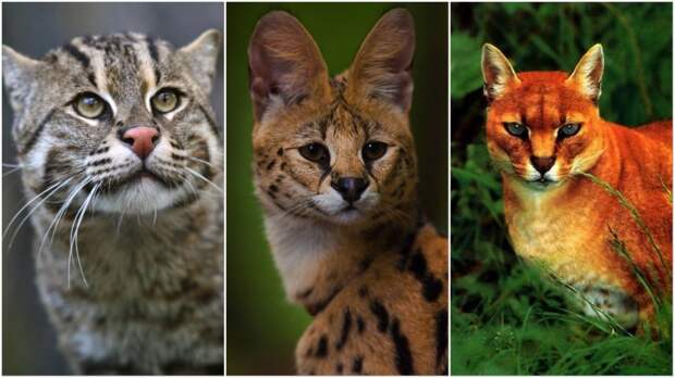 10 классных диких кошек, о которых мало кто знает
