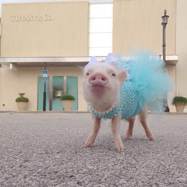 priscilla-mini-pig-41