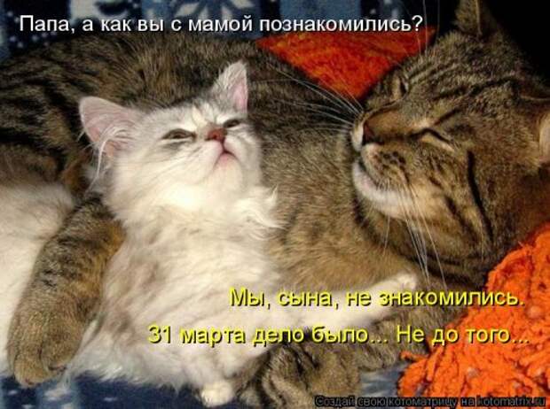 Свежая котоматрица на Бугаге (27 фото)