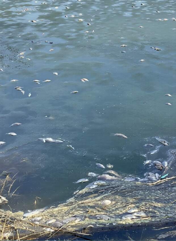 Мор рыбы в пруду "Шлам" на Гвардейке