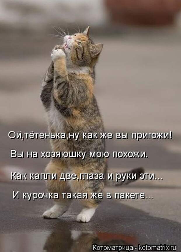 Котоматрица №36