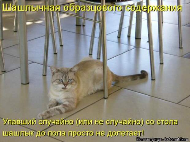 Новая котоматрица для хорошего настроения (28 фото)