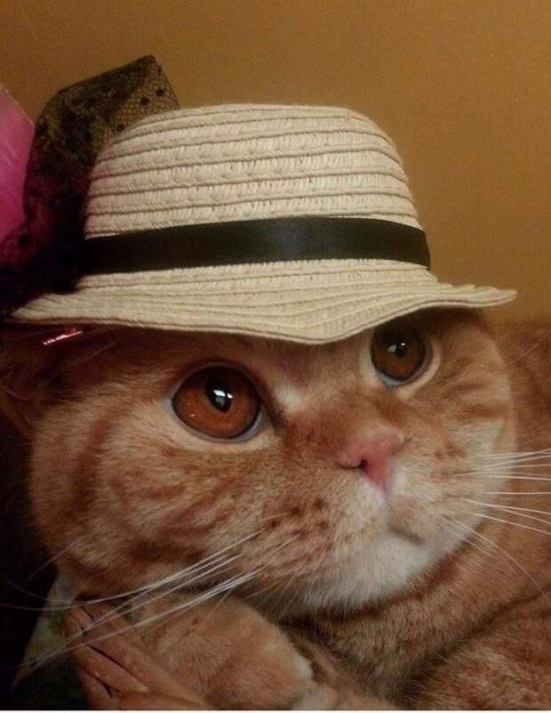 стильные кошки, кошки в модной одежде, модные коты