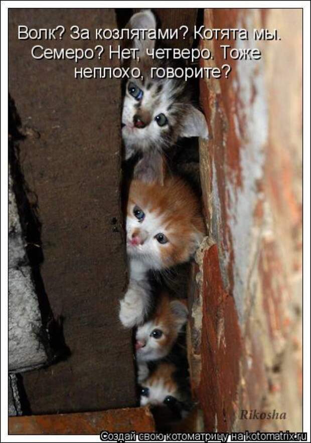 смешные фото с маленькими котятами
