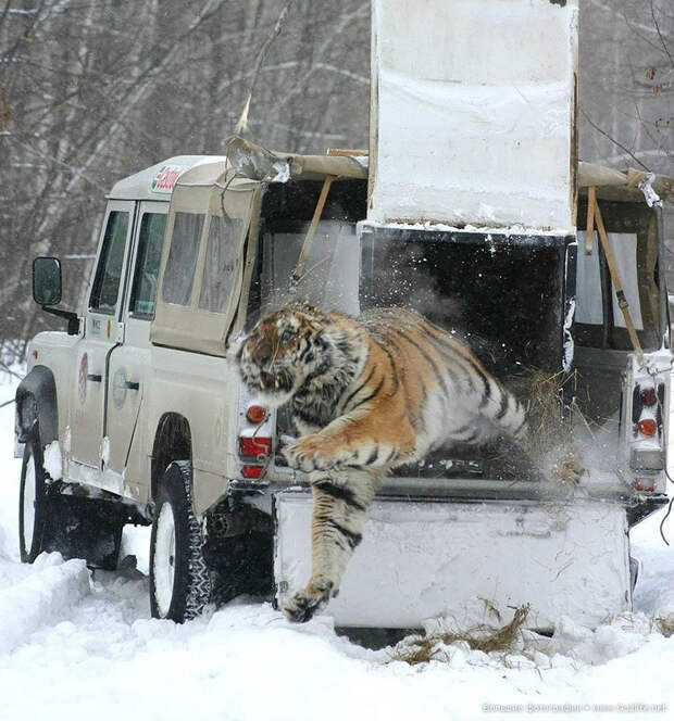 Тигр вырывается на свободу