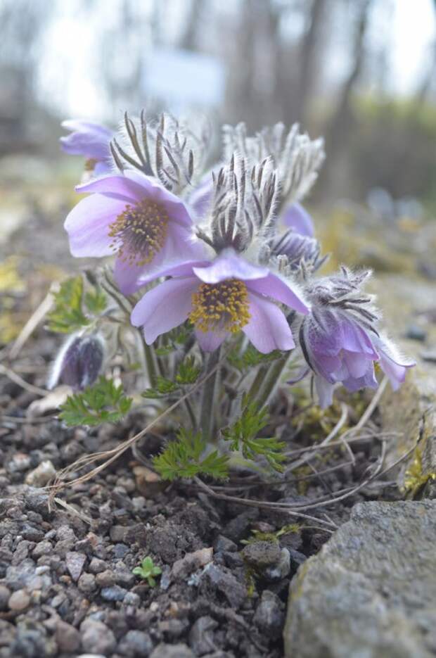 Прострел аянский (Pulsatilla ajanensis)