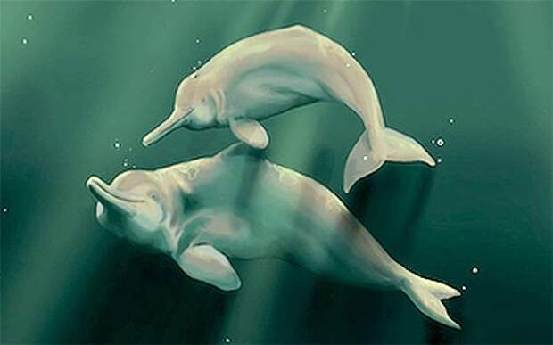 Китайский речной дельфин (Lipotes vexillifer), рисунок киты картинка
