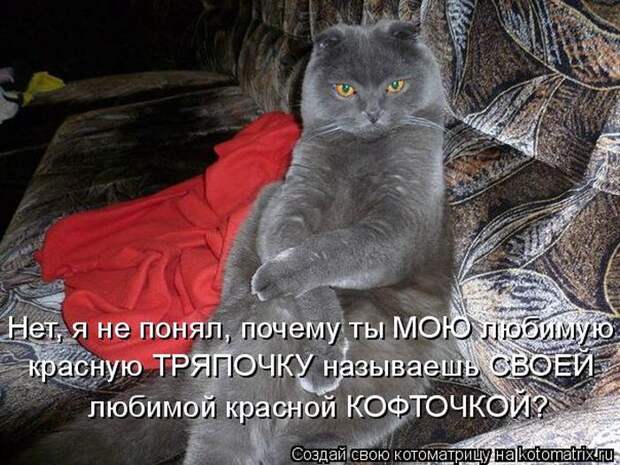 Лучшие котоматрицы недели (50 фото)