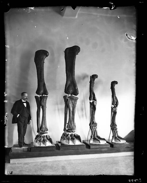 Генри Осборн с конечностями динозавров, 1899 год. история, события, фото