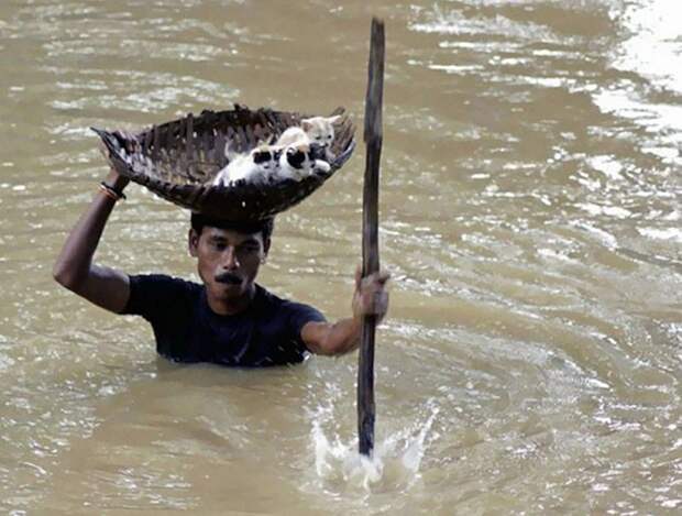 9. Мужчина спас котят во время наводнения добро, люди