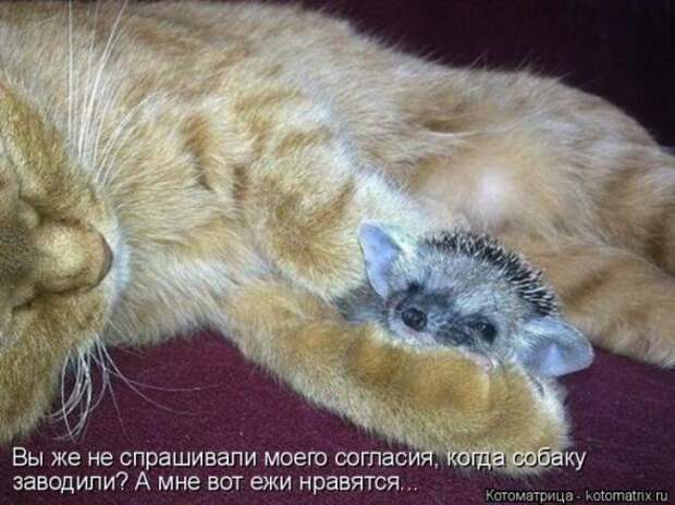 Котоматрицы (картинки с надписями)