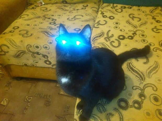 Забавные коты. часть 11 (25 фото)