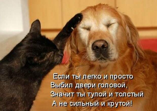 Кото матрица 7