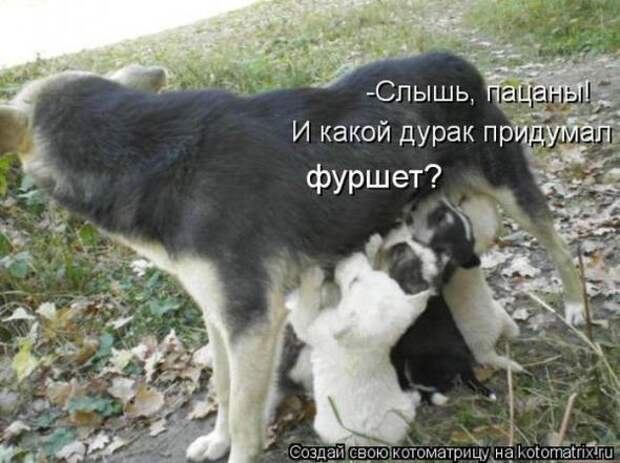 Котоматрицы(картинки с надписями)