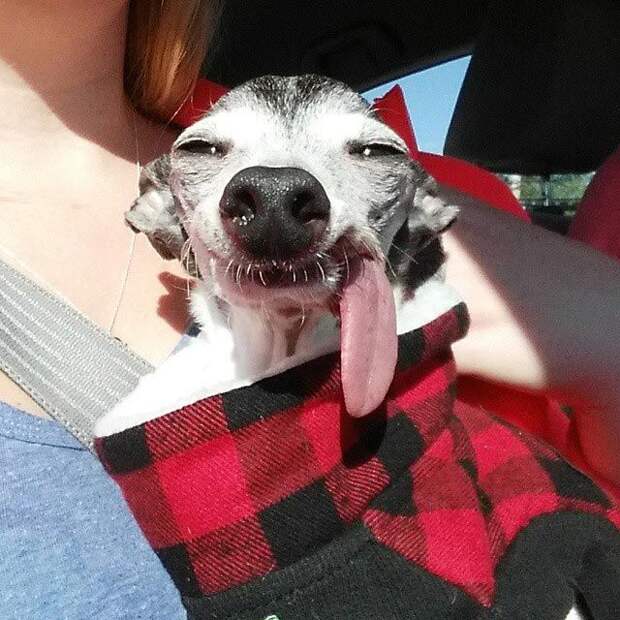 Zappa dog, двойник Сида из Ледникового периода, собака Заппа, собака с высунутым языком