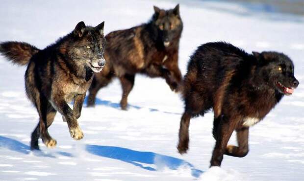 Черные волки Северной Америки - Интересные факты о волках