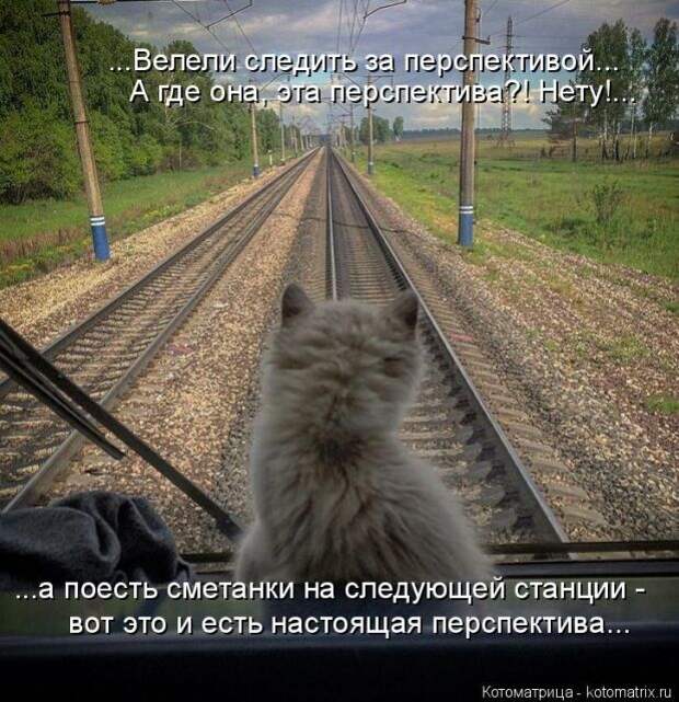 Лучшие котоматрицы недели (50 фото)