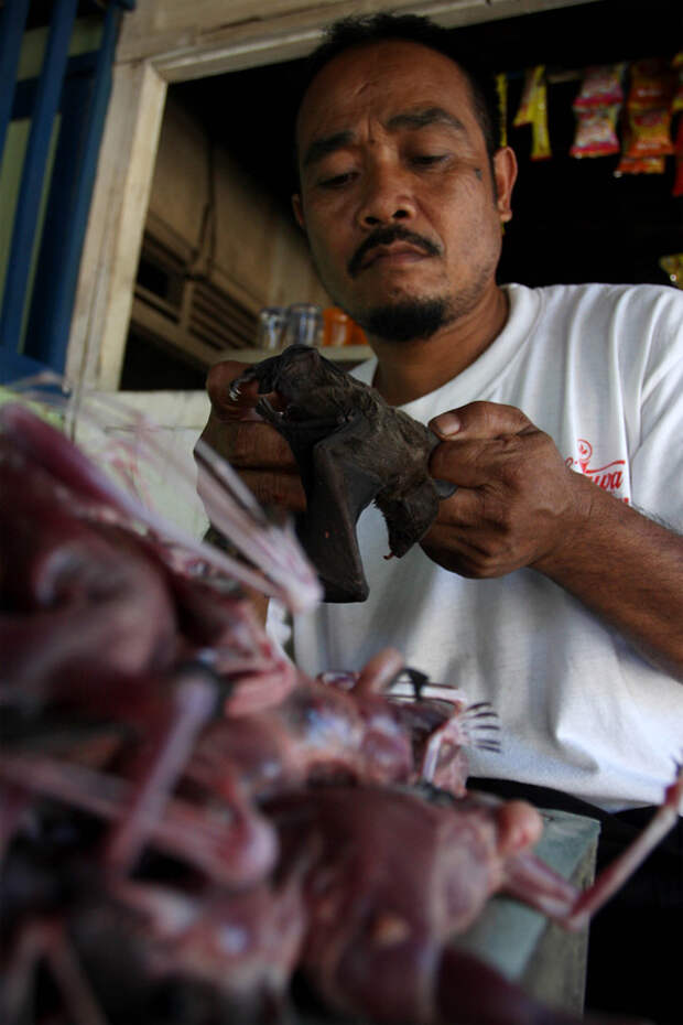 Bats Consumed For Good 21 Поедая мясо летучих мышей