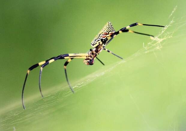 Почему паук сам не прилипает к своей паутине? вопросы, интересное, мир, наука, познавательно, факты