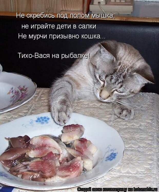 Лучшие котоматрицы недели (50 фото)