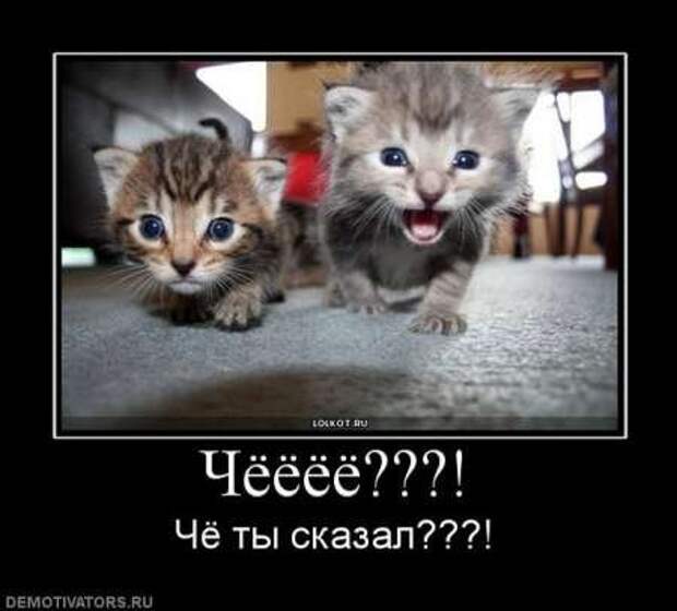 Фотографии с прикольными подписями, новые демотиваторы.