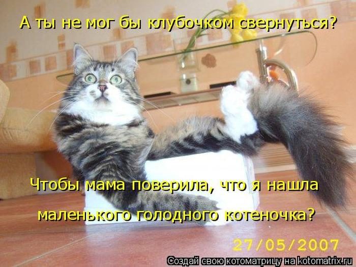 Лучшие котоматрицы недели