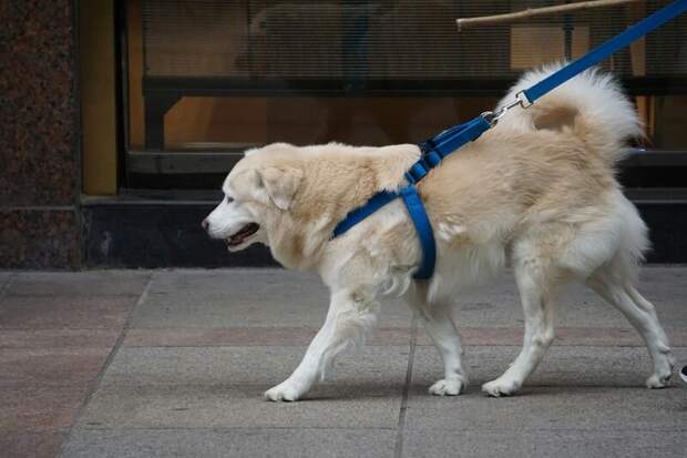 Росстандарт утвердил стандарт для собак-проводников для инвалидов по зрению