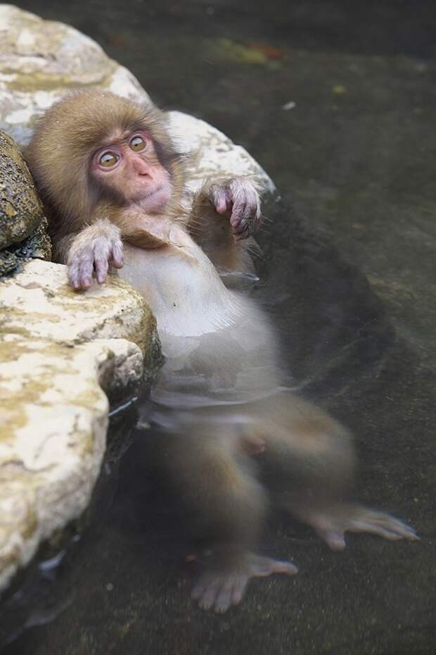 Джигокудани — парк снежных обезьян, в которых влюбляешься с первого взгляда