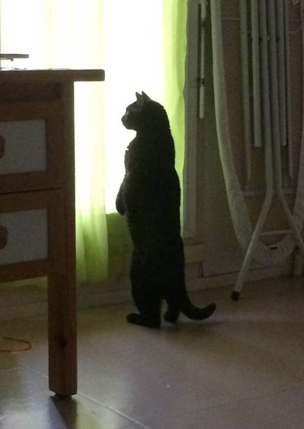 коты, которым нравится стоять