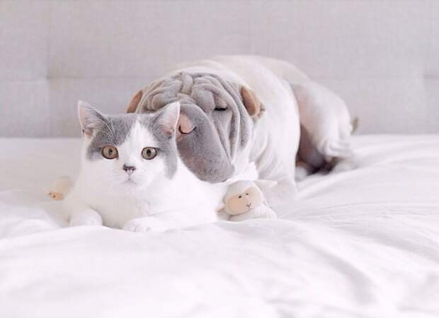 Самый фотогеничный шарпей и его друг котик животные, коты, собаки, шарпей