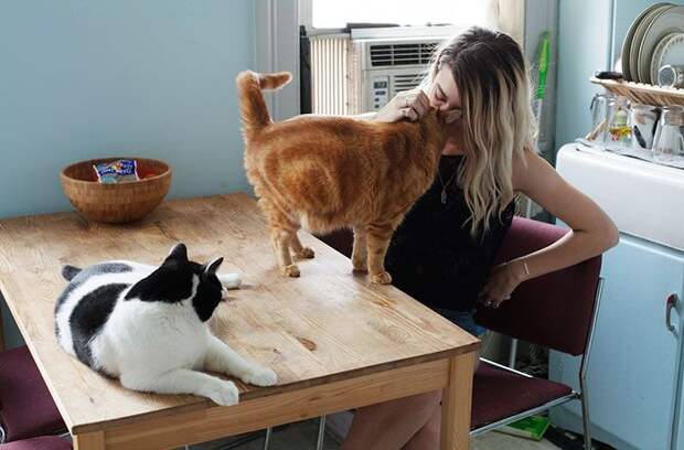 Брайан Виллс, Brianne Wills, девушки со своими котами, девушки с кошками которых они приютили