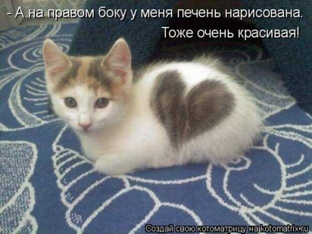 Еженедельная котоматрица (33 фото)