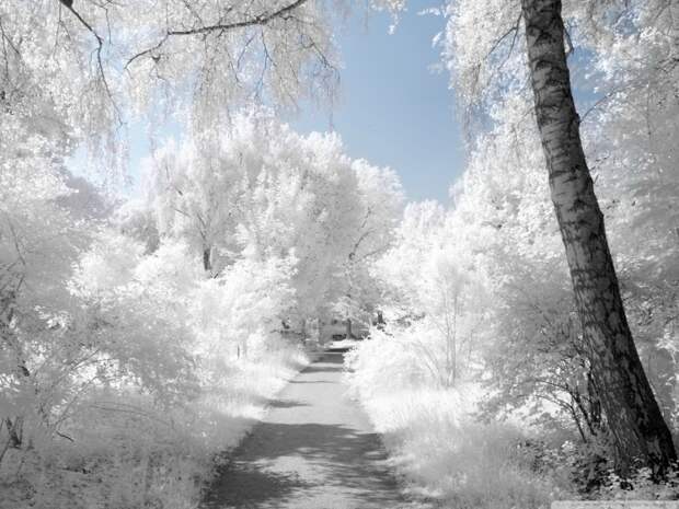 Потрясающие  фотографии зимней природы зима, природа