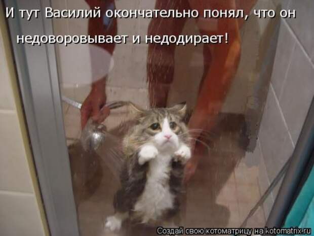 Новая котоматрица для хорошего настроения (28 фото)