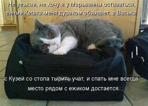 Прикольные коты  (65 фото)