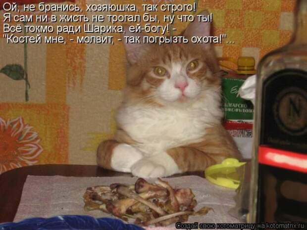 Лучшие котоматрицы недели