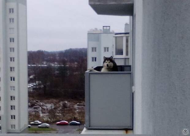 Жизнь в приколах и курьёзах 9