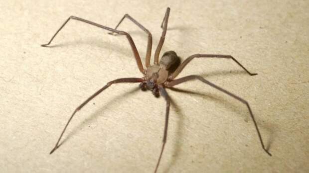 Коричневый паук-отшельник будьте осторожны, животные, опасно, опасности природы, пауки, познавательно, смертельный яд, ядовитые животные